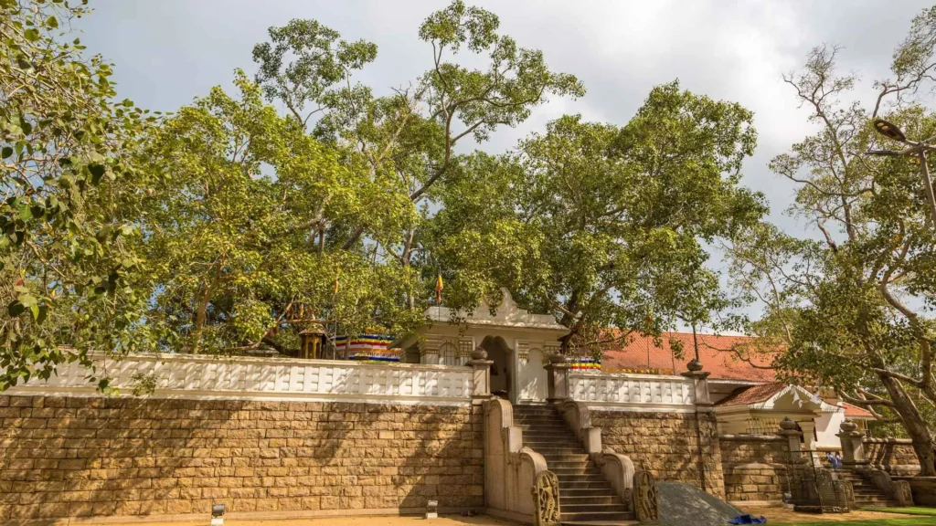 Anuradhapura Jaya Sri maha Bodhi