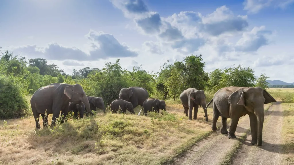 Minneriya National Park