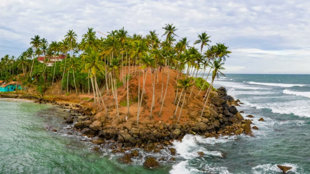 Mirissa coconut tree hills