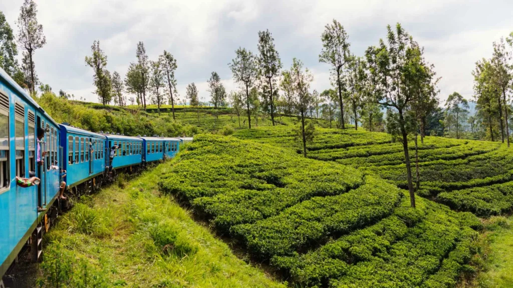 Nuwara Eliya Train