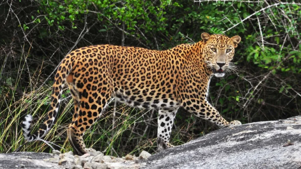 Yala National Park